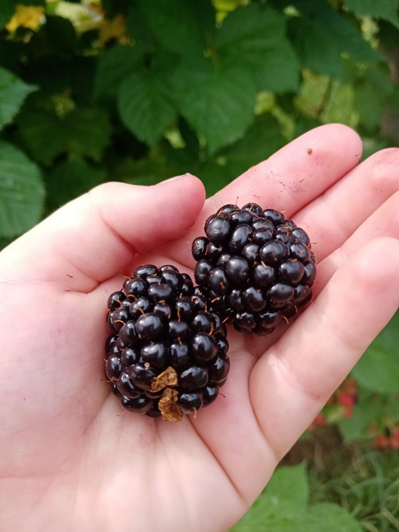 I sell grafted Thornfree blackberries, straight from the plantation