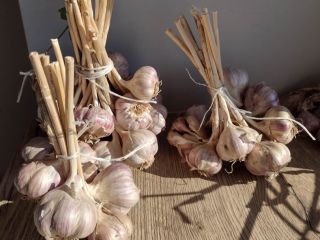 I'm selling garlic from this year, grown in eastern