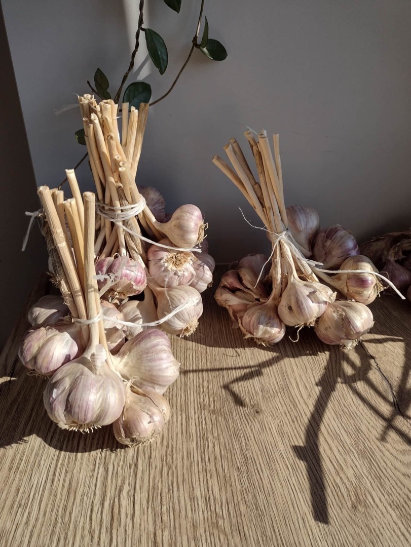 I'm selling garlic from this year, grown in eastern Poland in the green area