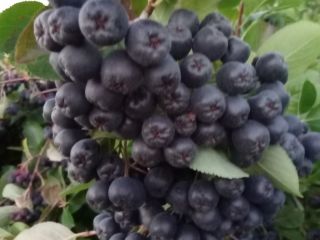 Fresh aronia fruit for sale. I grow it in
