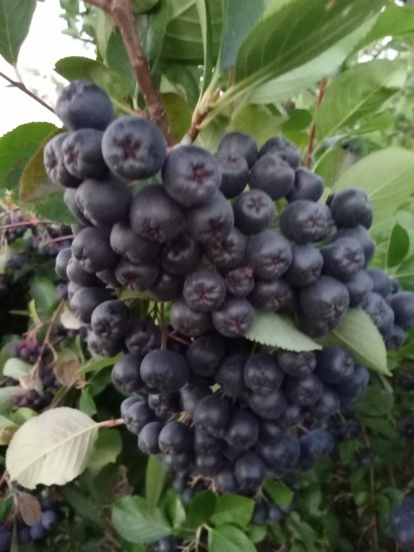Fresh aronia fruit for sale