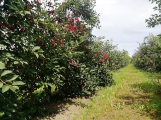 I will sell a "ŁUTÓWKA" cherry, hand-torn, choice of
