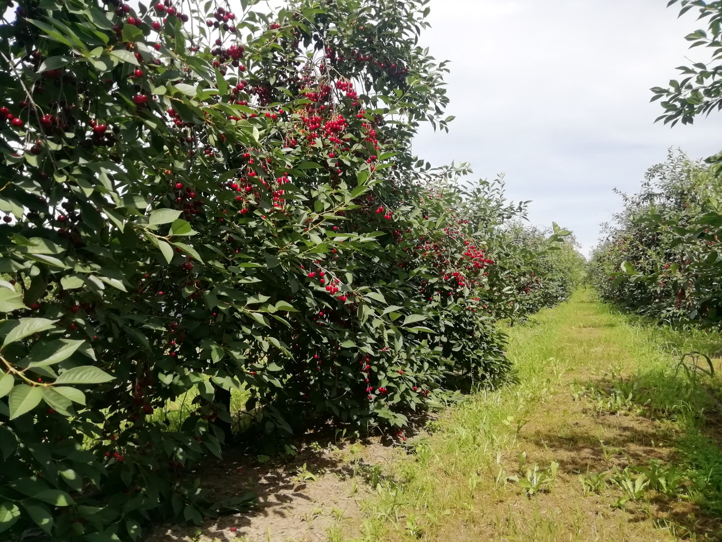 I will sell a "ŁUTÓWKA" cherry, hand-torn, choice of packaging to negotiate, possibility of refrigerated delivery, 1 tonne per day