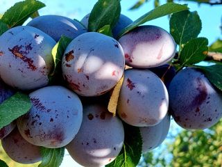 Fresh plums Cabardinca have caliber 45+mm . We have