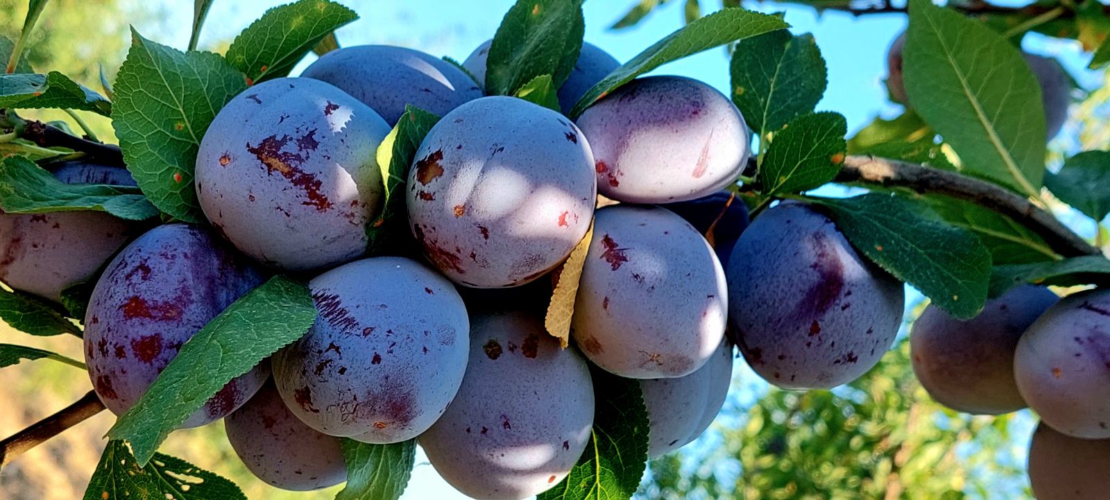 Fresh plums Cabardinca have caliber 45+mm