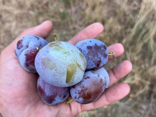 Produces stanley plum, anaspath