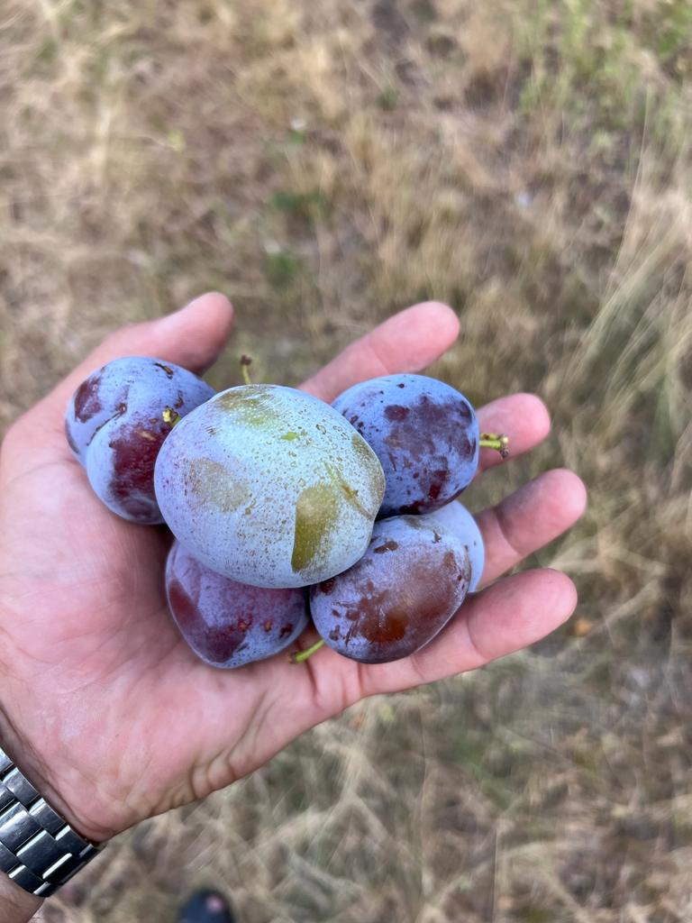 Produces stanley plum, anaspath