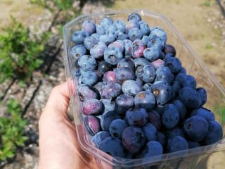 Hello, I am selling blueberry blueberry, cut to order,