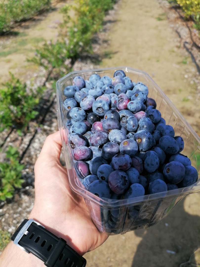 Hello, I am selling blueberry blueberry, cut to order, the price is PLN 15 per kilogram