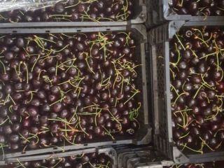 Cherry for sale: light Staccato and dark cordia wholesale