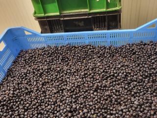 I will sell slovakia berries. Phone number