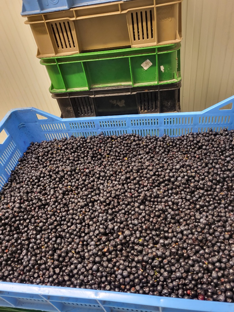 I will sell slovakia berries