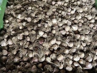 Hello, I have a large amount of HARNAŚ winter