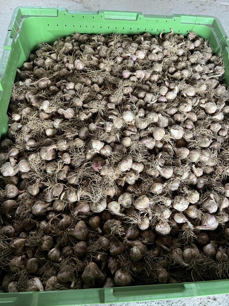 Hello, I have a large amount of HARNAŚ winter garlic for sale