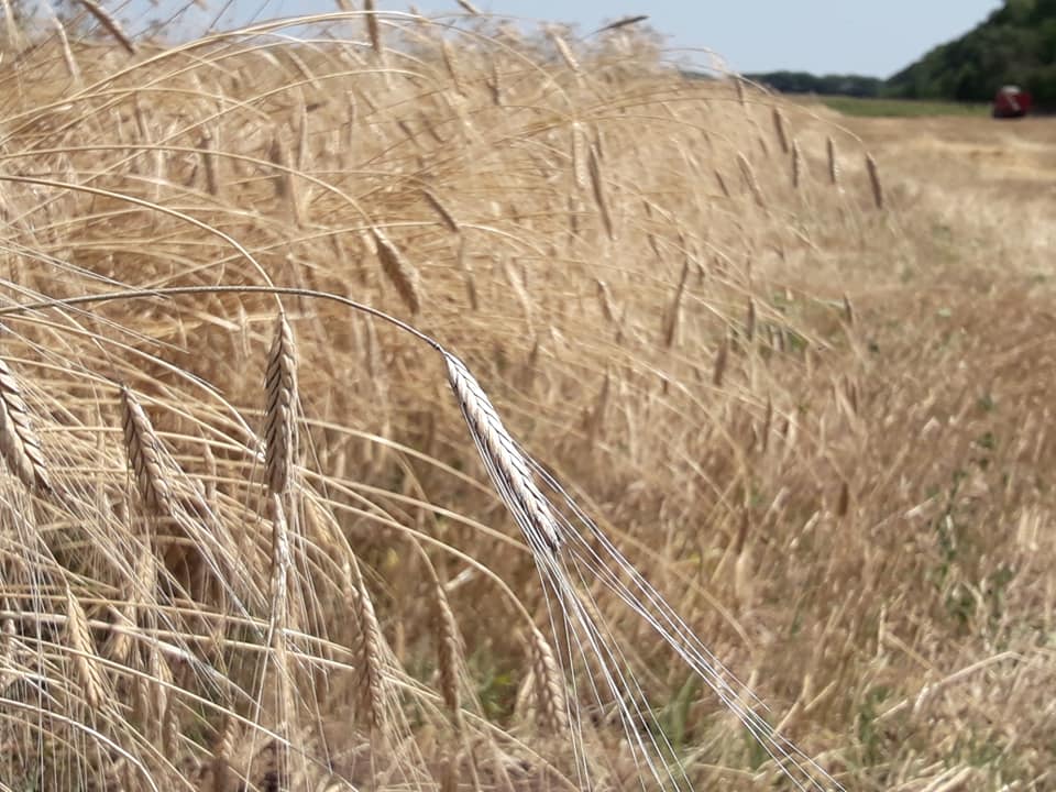 LIMETS Bulgarian, Single grain, Harvest 2021! Grown in clean fields without treatment, fertilization and spraying