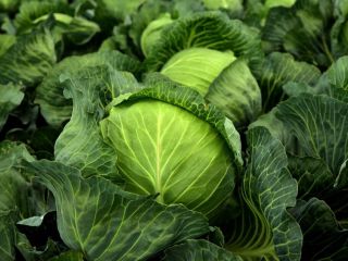 We sell all types of vegetables in large quantities!