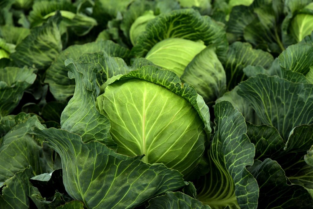 We sell all types of vegetables in large quantities! Those who are interested, write and we will reach a common denominator! By the way, we export!