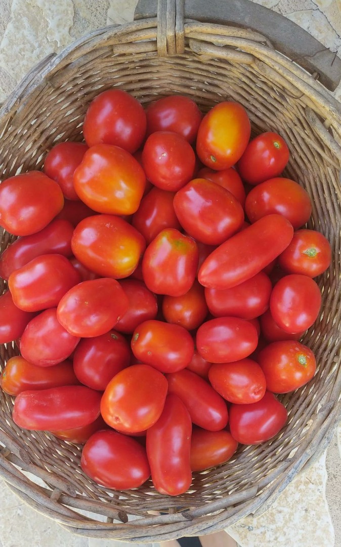 Organic tomato from Villa Maria