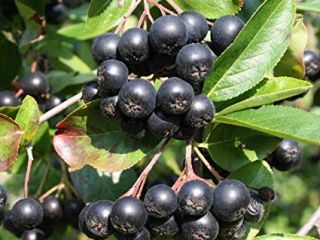 I have 20.000kg of Aronia Nero that is 100%