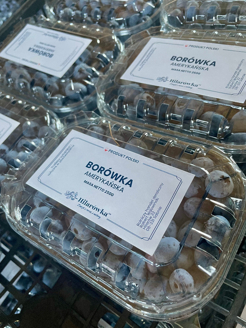 American blueberry for sale