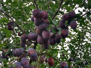 At the moment I have two varieties of plums:
