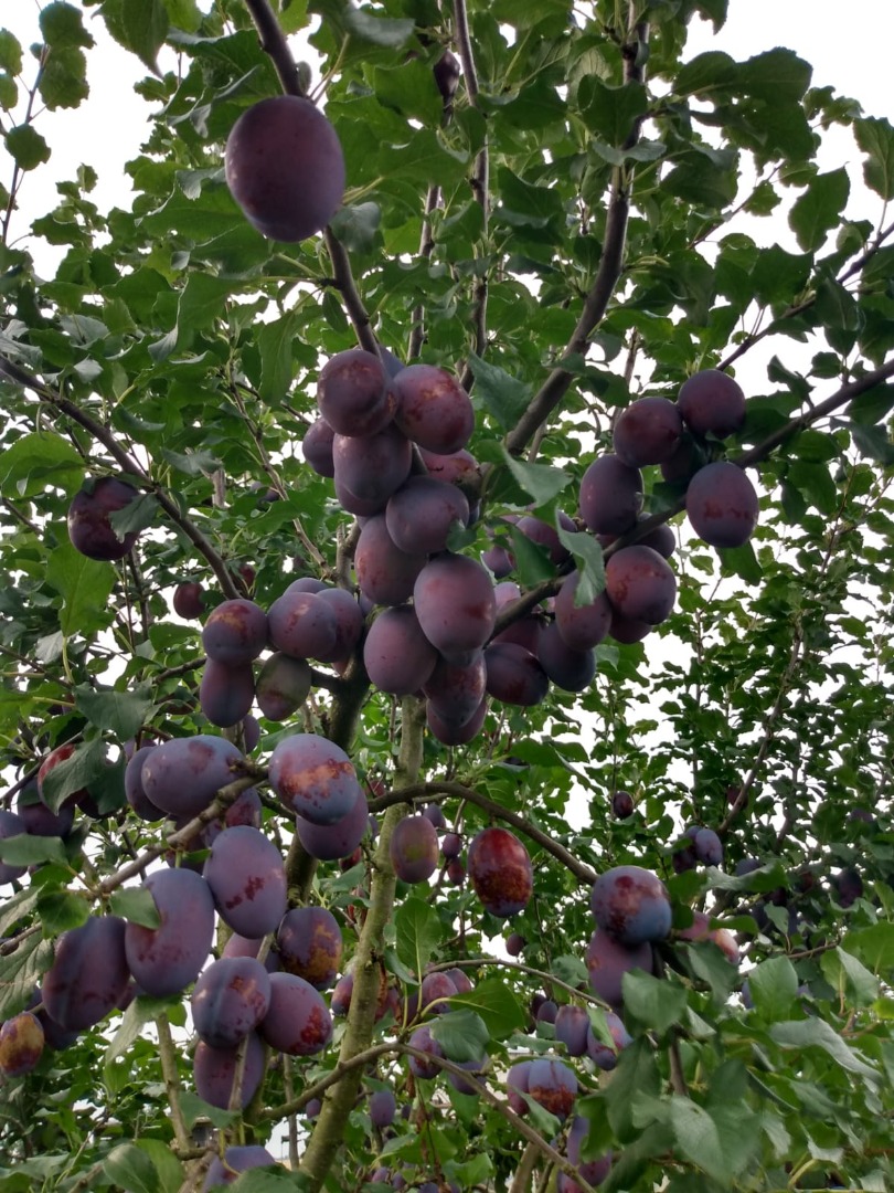 At the moment I have two varieties of plums: Gek and Cacanska Rana