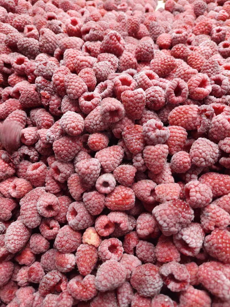 Iqf raspberry variety: Willamette, Quality: 95/5, Packing:4×2.5 kg Quantity:100 tons