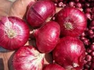 Made In Vietnam Hot Agriculture Product Fresh/ Dried Shallot
