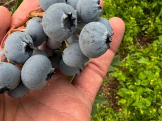 American blueberry for sale. A large, sweet blueberry. I