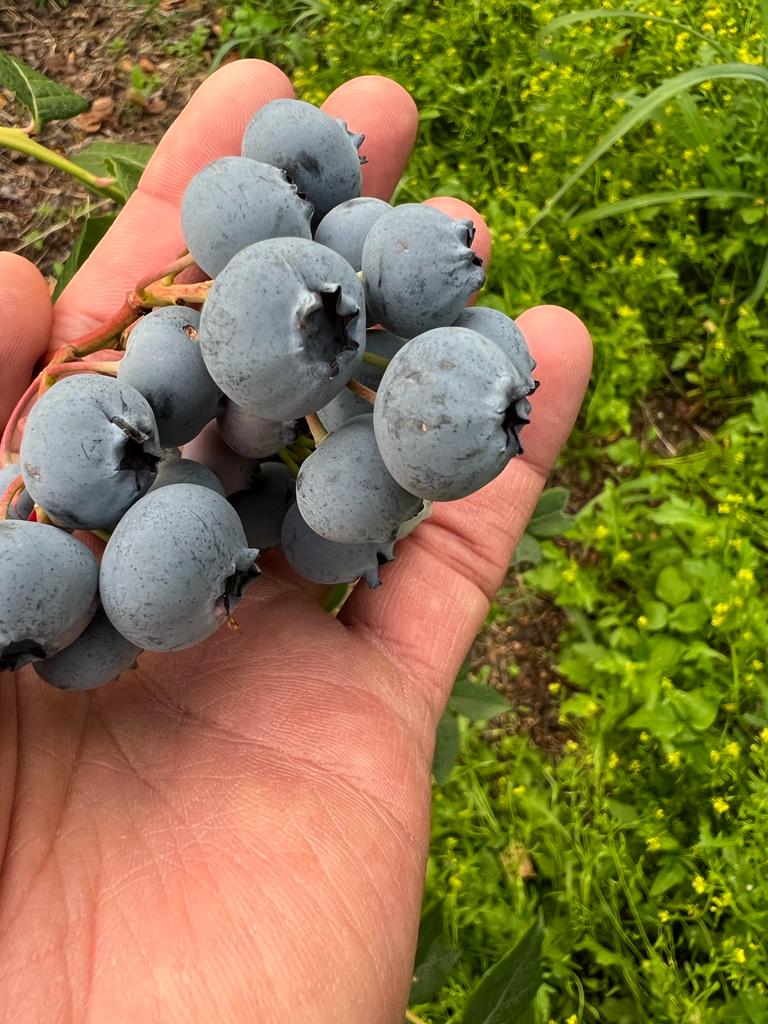 American blueberry for sale
