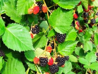 Fresh blackberries at wholesale negotiable price, Anghelesti town, Vrancea