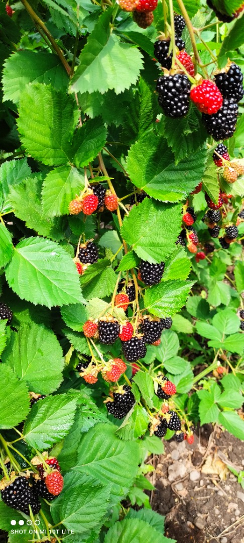 Fresh blackberries at wholesale negotiable price, Anghelesti town, Vrancea county