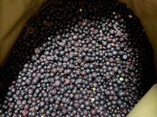 I will sell forest berries frozen IQF Klass B