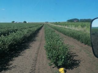 Aronia fruits, from plants obtained in vitro, in the