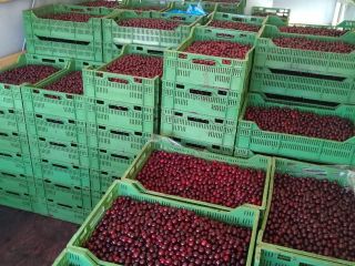 Ecological farm Nowe Szwejki (Rawa district, Poland) offers: CERTIFIED