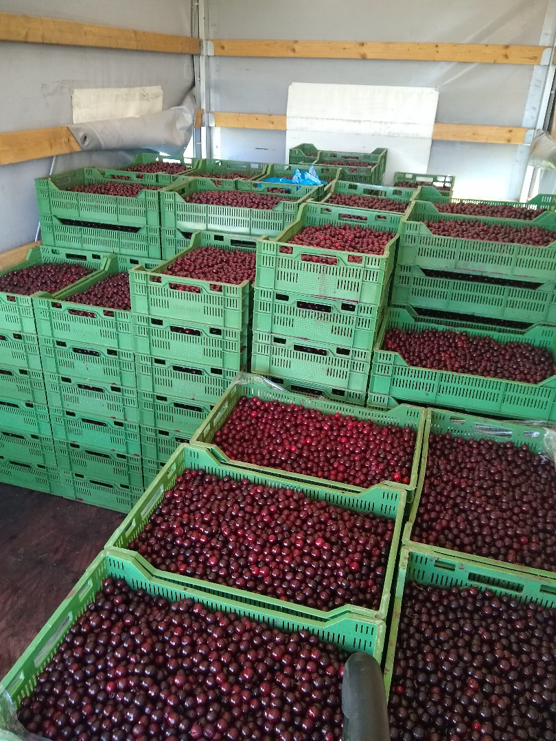 Ecological farm Nowe Szwejki (Rawa district, Poland) offers: CERTIFIED ORGANIC CHERRY harvest 3-5 August, about 10 tons / day, EXPORT