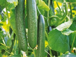 I sell wholesale cucumbers.