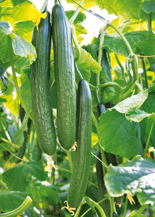I sell wholesale cucumbers