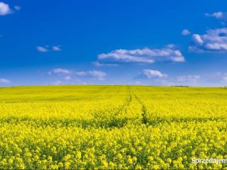 We offer rapeseed for sale harvested in 2022 with