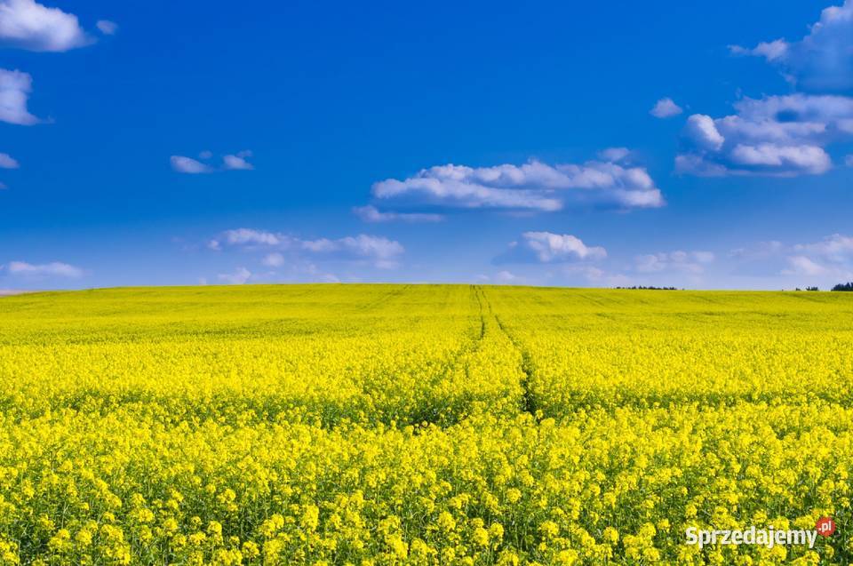 We offer rapeseed for sale harvested in 2022 with delivery to Poland