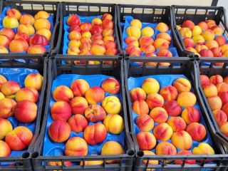 nectarines, fresh