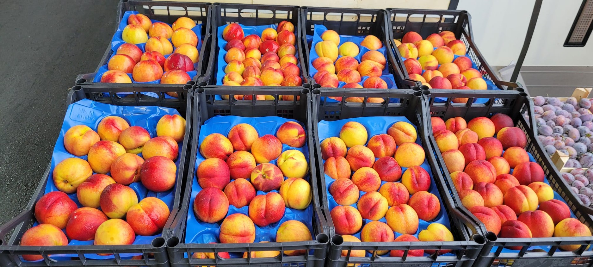 nectarines, fresh