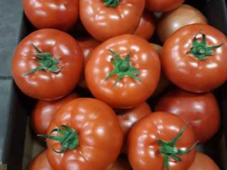 I will sell BBB red tomatoes, truck quantities