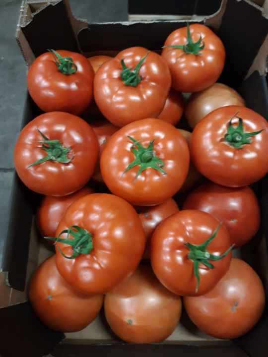 I will sell BBB red tomatoes, truck quantities