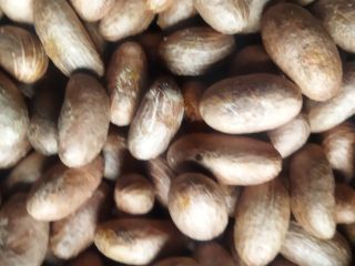 Bitter kola or Garcinia Kola bulk quantity all in