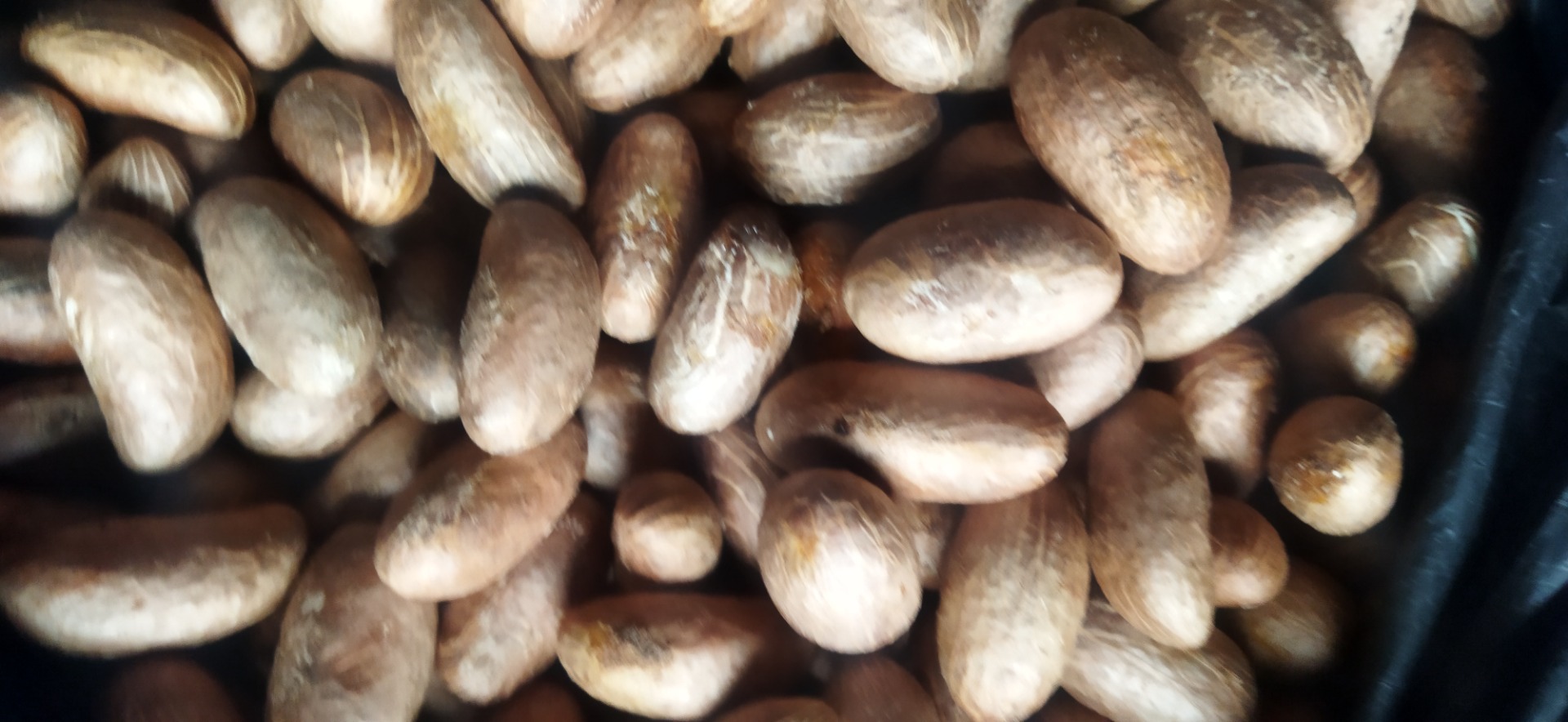 Bitter kola or Garcinia Kola bulk quantity all in good condition