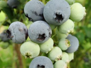 Fresh American blueberry