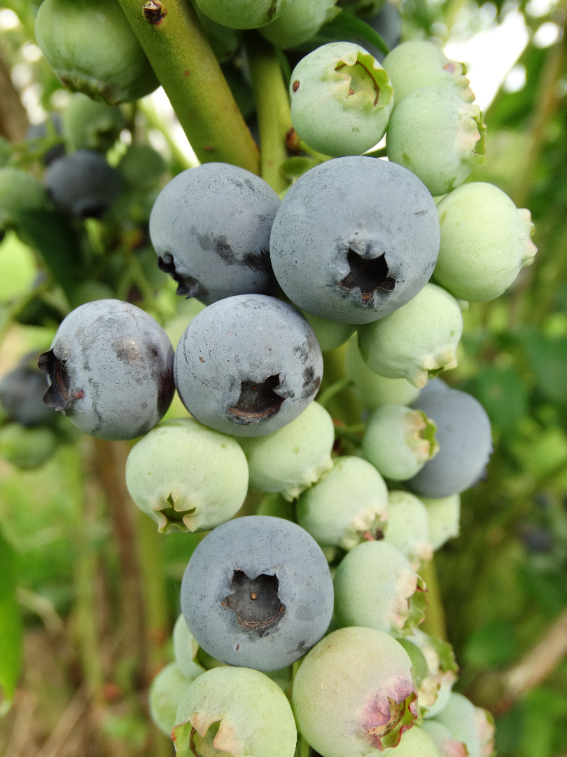 Fresh American blueberry