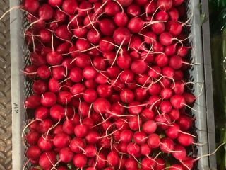 Hello, I am selling radish, price to be agreed