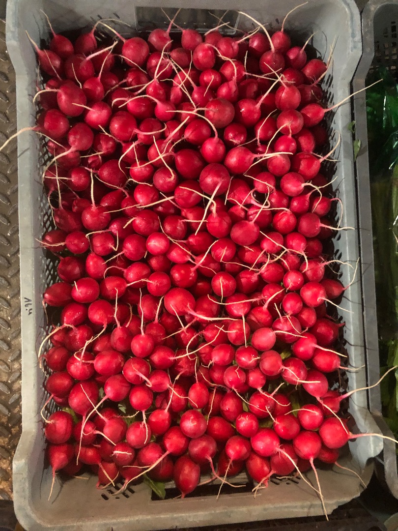 Hello, I am selling radish, price to be agreed every day, I'm in Bronisze